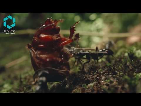 Video YouTube