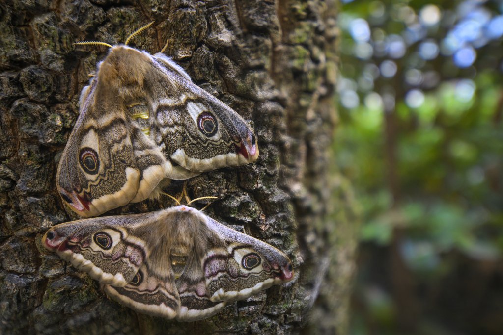 Alberto Ghizzi Panizza
