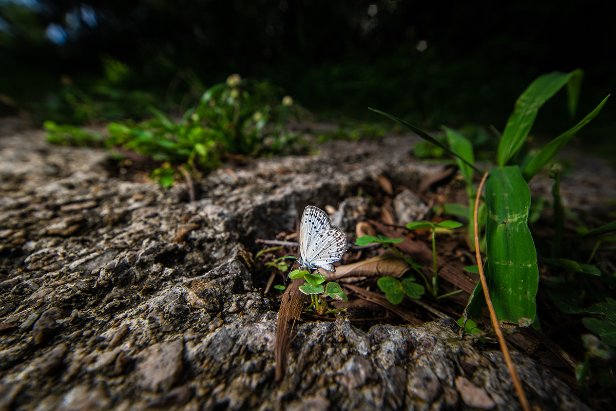 Foto © Jimmy Chan